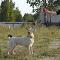 The dog performs the commands of the owner. Labrador retriever. Royalty Free Stock Photo