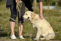 The dog performs the commands of the owner. Labrador retriever. Royalty Free Stock Photo