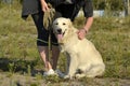 The dog performs the commands of the owner. Labrador retriever. Royalty Free Stock Photo