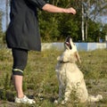 The dog performs the commands of the owner. Labrador retriever. Royalty Free Stock Photo