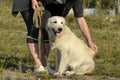 The dog performs the commands of the owner. Labrador retriever. Royalty Free Stock Photo