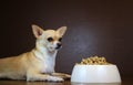 Dog Perspective of a Food Bowl Royalty Free Stock Photo