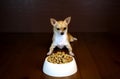 Dog Perspective of a Food Bowl Royalty Free Stock Photo