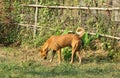 Dog Canis lupus familiaris is something finding on the grass. Royalty Free Stock Photo