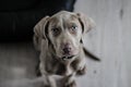 Dog, Pet, Beautiful Dog, Cute Dog, Adorable Dog, Black Dog, Innocent Dog, Royalty Free Stock Photo