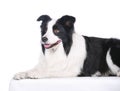 Dog pet Border Collie Royalty Free Stock Photo