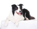 Dog pet Border Collie Royalty Free Stock Photo