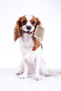 Dog with pet brush fur comb. Cute cavalier king charles spaniel dog puppy on isolated white background. Dog with fur Royalty Free Stock Photo