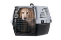 Dog in pet carrier isolated on white background Royalty Free Stock Photo