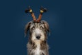 Dog pet celebrating halloween. mixed-breed puppy wearing a witch costume diadem. Isolated on blue dark background Royalty Free Stock Photo