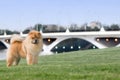 Dog pet chow chow Royalty Free Stock Photo