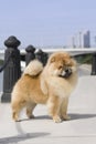 Dog pet chow chow Royalty Free Stock Photo