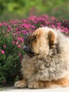 Dog pet chow chow Royalty Free Stock Photo