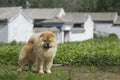 Dog pet chow chow Royalty Free Stock Photo