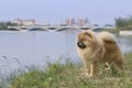 Dog pet chow chow Royalty Free Stock Photo