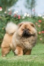 Dog pet chow chow