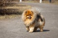 Dog pet chow chow Royalty Free Stock Photo