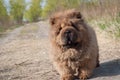 Dog pet chow chow runing on road Royalty Free Stock Photo