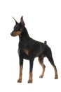 Dog pet Doberman Pinscher Royalty Free Stock Photo