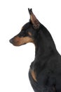 Dog pet Doberman Pinscher Royalty Free Stock Photo