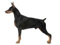 Dog pet Doberman Pinscher Royalty Free Stock Photo