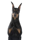 Dog pet Doberman Pinscher