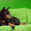 Dog pet Doberman Pinscher Royalty Free Stock Photo