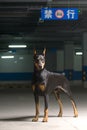 Dog pet Doberman Pinscher Royalty Free Stock Photo