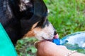 Dog pet drink water from hands. Hot summer day. Puppy feel thirsty in summer. Dog thirst at hot weather. Drinking water. Royalty Free Stock Photo