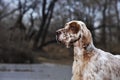 Dog pet English Setter