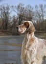 Dog pet English Setter