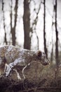 Dog pet English Setter Royalty Free Stock Photo