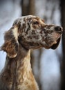 Dog pet English Setter