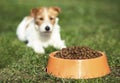 Dog pet feeding concept - cute hungry jack russell Royalty Free Stock Photo