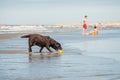 Dog at pet friendly beach, Scheveningen, the Hague Dutch coast, NL Royalty Free Stock Photo