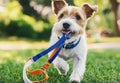 Dog in pet-friendly park holding leash in mouth Royalty Free Stock Photo