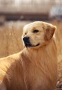 Dog pet Golden Retriever Royalty Free Stock Photo