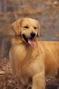 Dog pet Golden Retriever Royalty Free Stock Photo