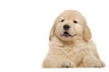 Dog pet Golden Retriever Royalty Free Stock Photo