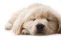 Dog pet Golden Retriever Royalty Free Stock Photo