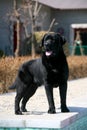 Dog pet Labrador Retriever Royalty Free Stock Photo