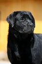 Dog pet Labrador Retriever Royalty Free Stock Photo