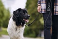 Dog on pet leash during walk Royalty Free Stock Photo