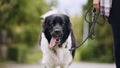 Dog on pet leash during walk Royalty Free Stock Photo