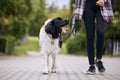 Dog on pet leash during walk Royalty Free Stock Photo