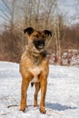 dog, pet, mammal, nature, beast, snow, winter, sunny, forest, bushes, man\'s friend\'s dog, mongrel, stray, rusty hair