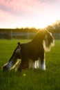 Dog pet Mini Schnauzer sunset Royalty Free Stock Photo