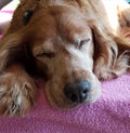 Dog pet old sleeping spaniel vet Royalty Free Stock Photo