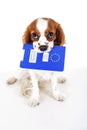 Dog with pet passport immigrating or ready for a vacation. King Charles spaniel carry animal id passport. Dog passport concept iso Royalty Free Stock Photo