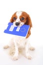 Dog with pet passport immigrating or ready for a vacation. King Charles spaniel carry animal id passport. Dog passport Royalty Free Stock Photo